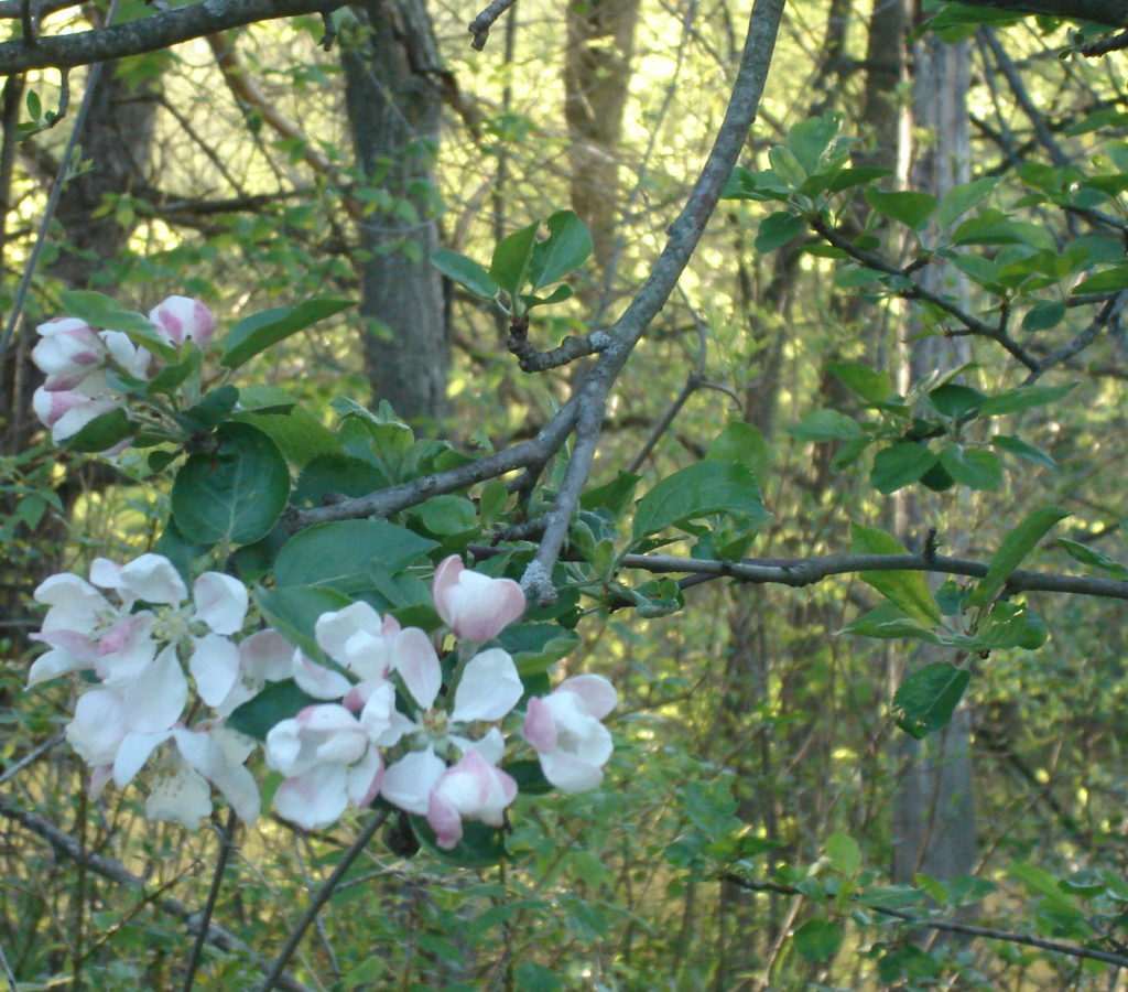 that knits up the raveled sleeve of care Avalon Herbal Clinic